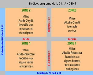 Les quatre grandes classes de terrain de notre corps