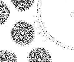 membrane de la cellule