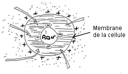 Figure A : par osmose, les &eacute;l&eacute;ments nutritifs du milieu extra cellulaire vont nourrir la cellule.