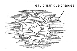 Cellule avec eau organique charg&eacute;e